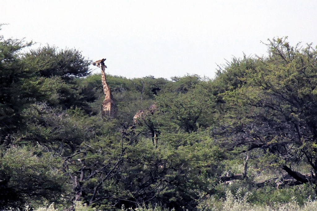 Namibie193.jpg