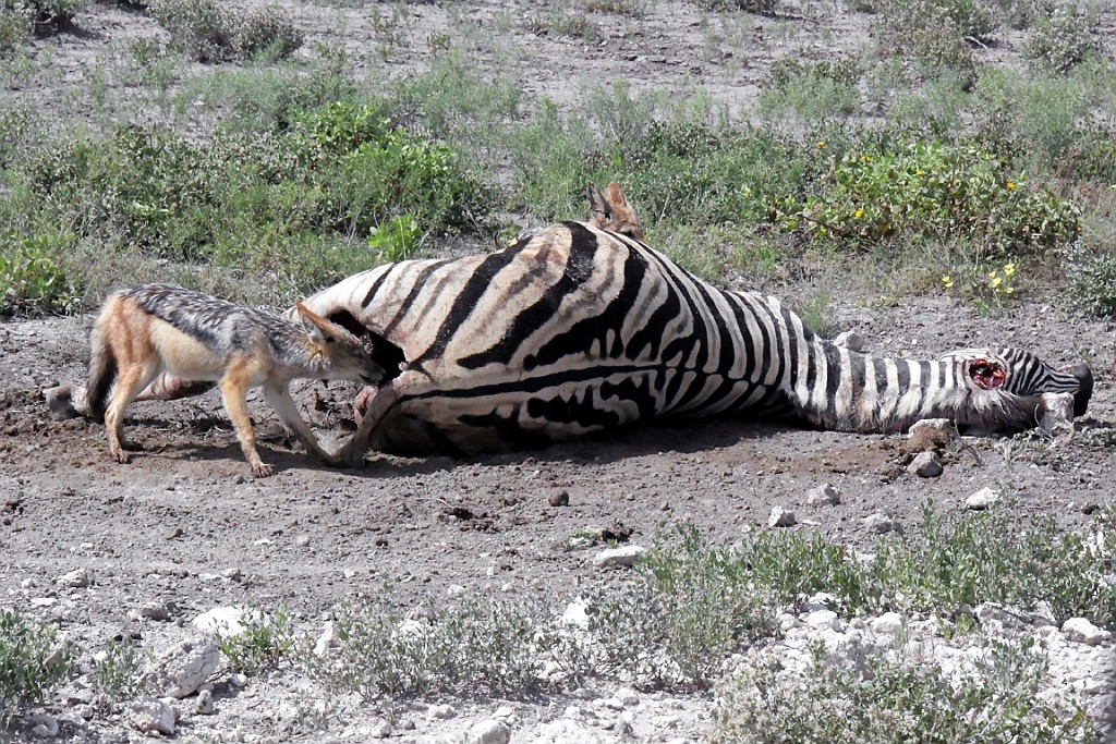 Namibie197.jpg