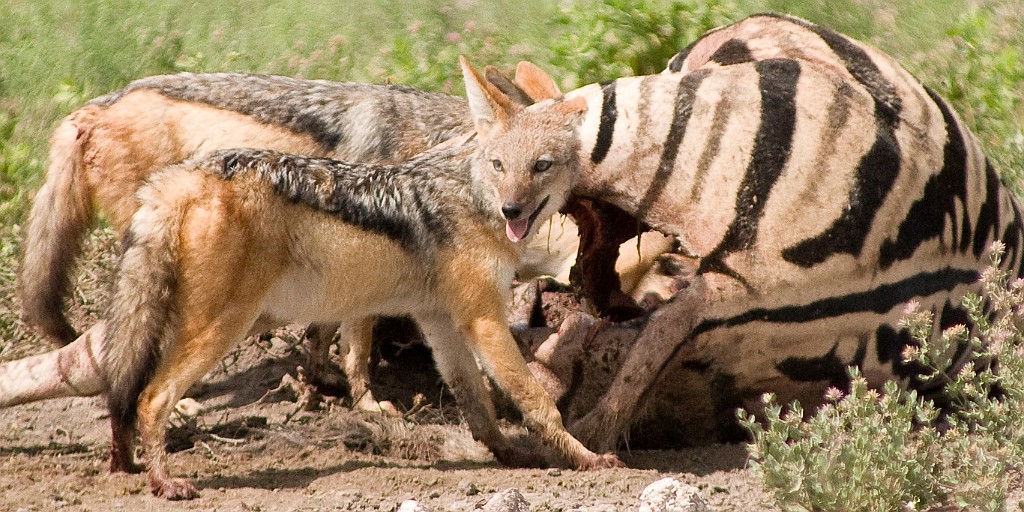 Namibie198.jpg