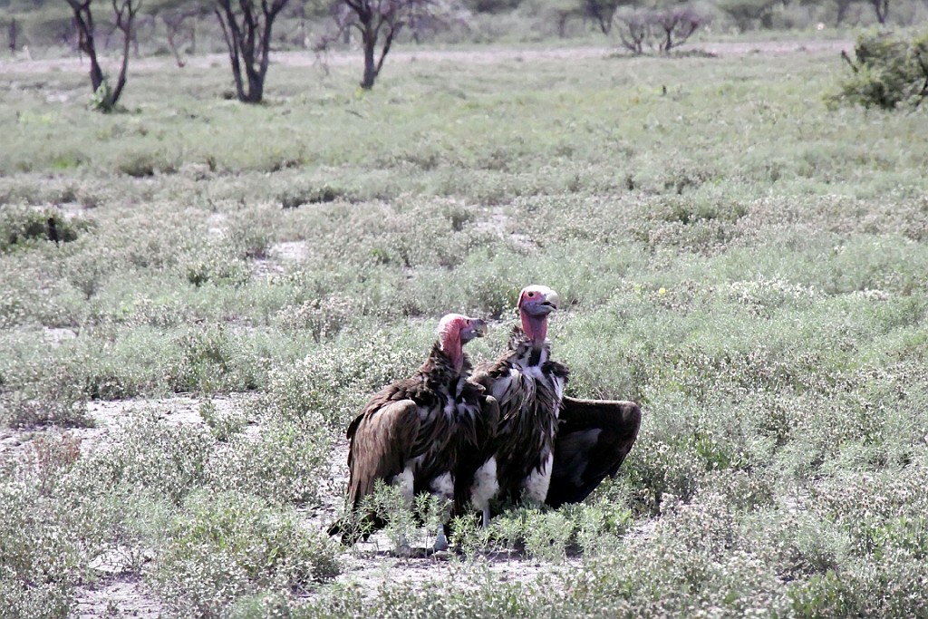 Namibie201.jpg
