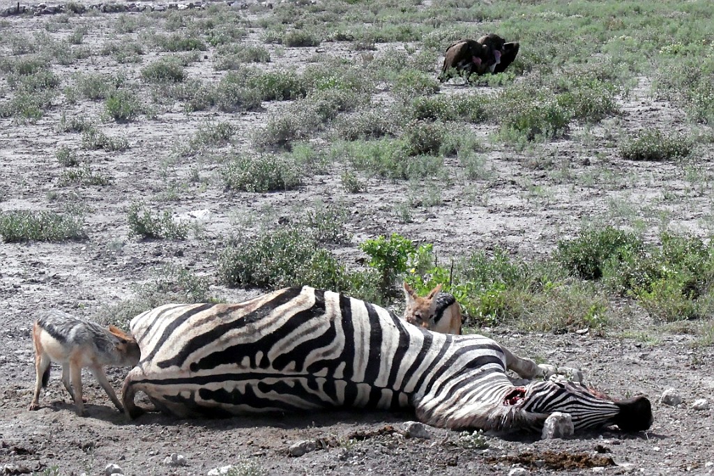 Namibie202.jpg