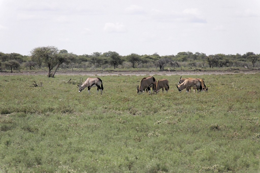 Namibie203.jpg
