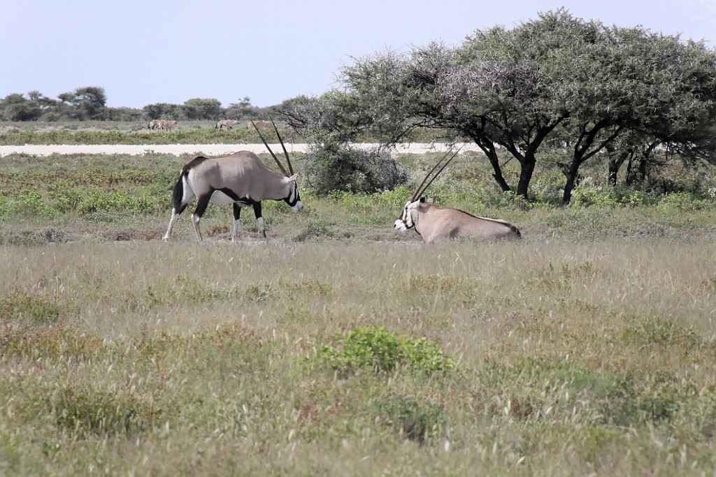 Namibie206.jpg