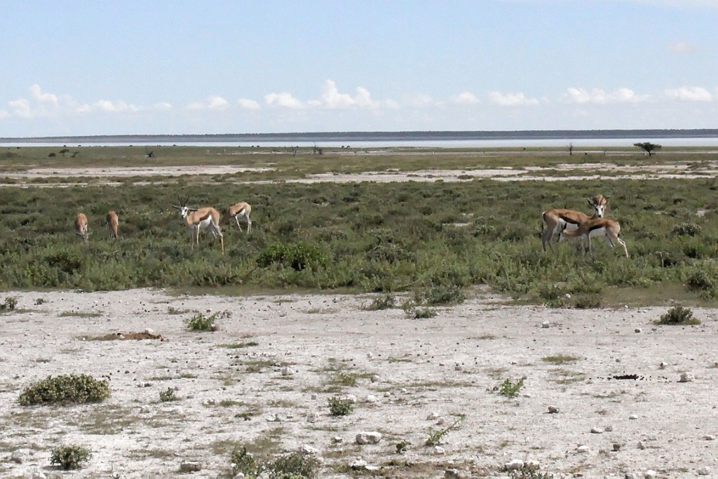 Namibie208.jpg