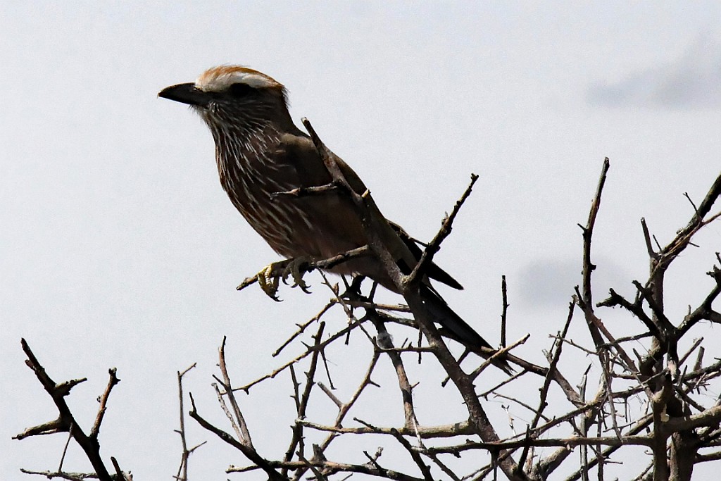 Namibie212.jpg