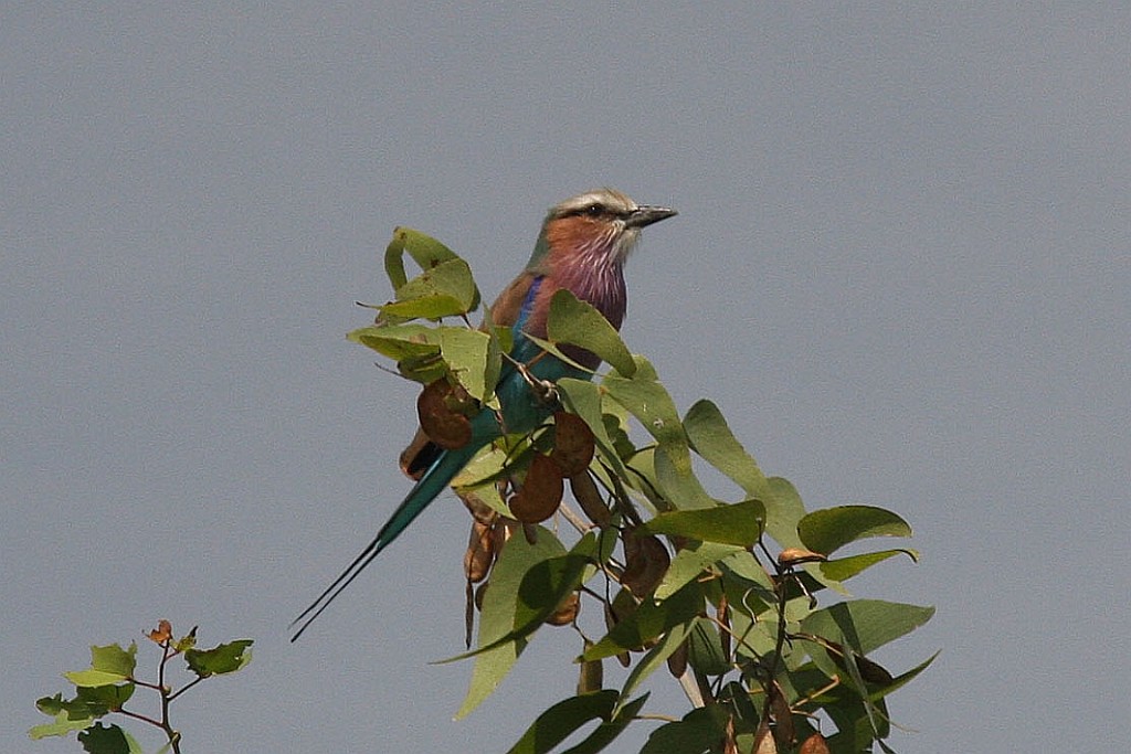 Namibie213.jpg