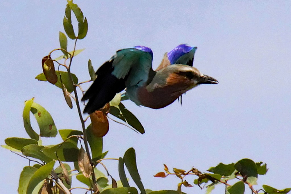 Namibie214.jpg