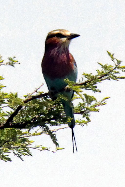 Namibie215.jpg