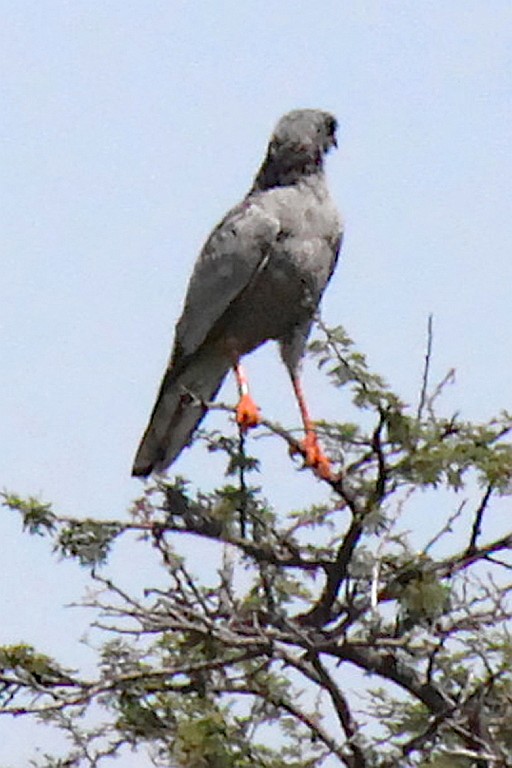 Namibie216.jpg