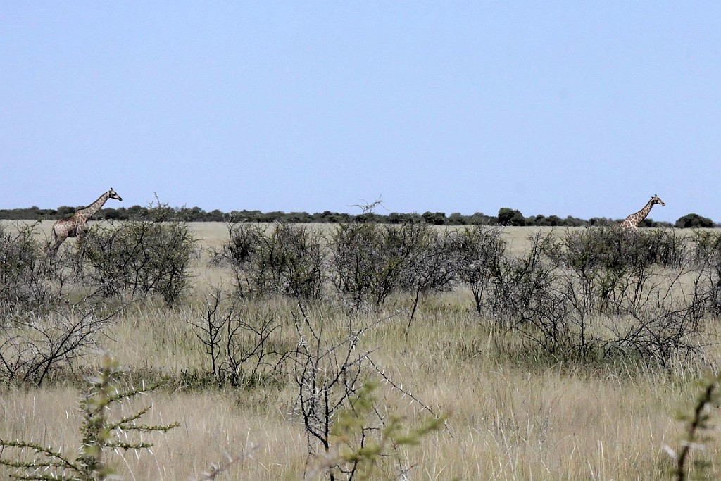 Namibie217.jpg
