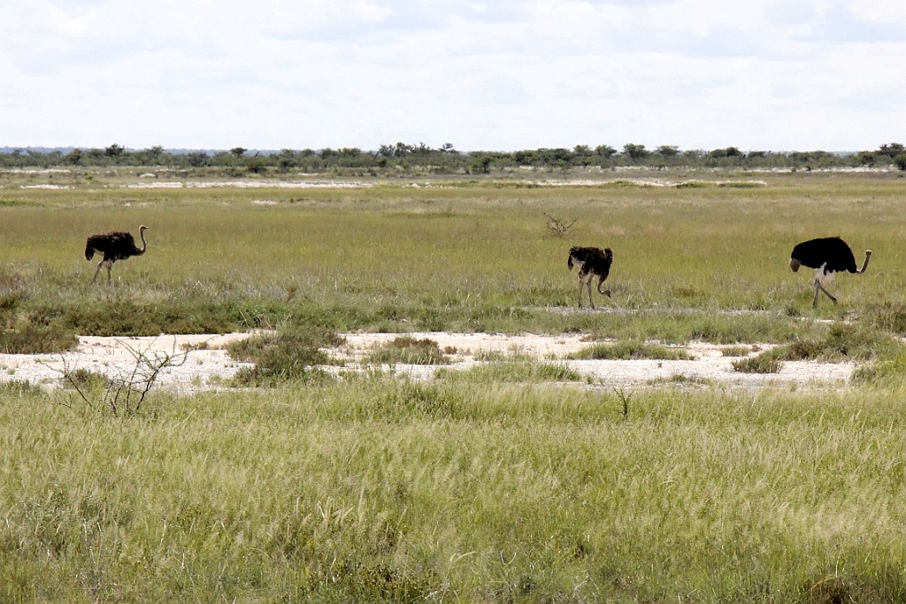 Namibie218.jpg