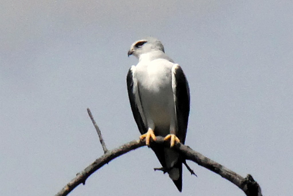 Namibie219.jpg