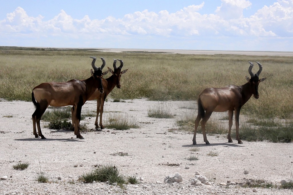 Namibie224.jpg