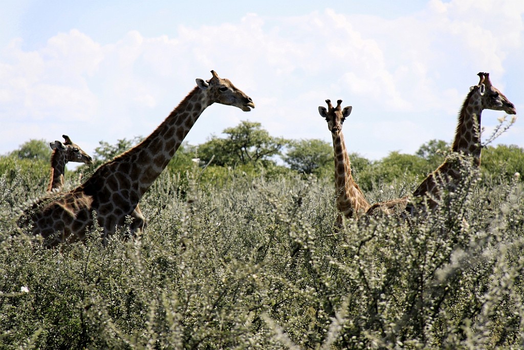 Namibie225.jpg