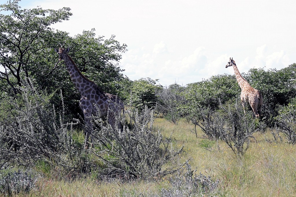 Namibie227.jpg