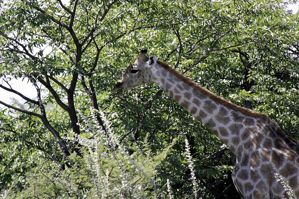 Namibie228.jpg