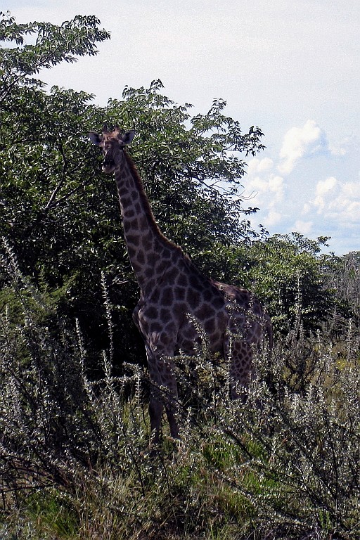 Namibie229.jpg