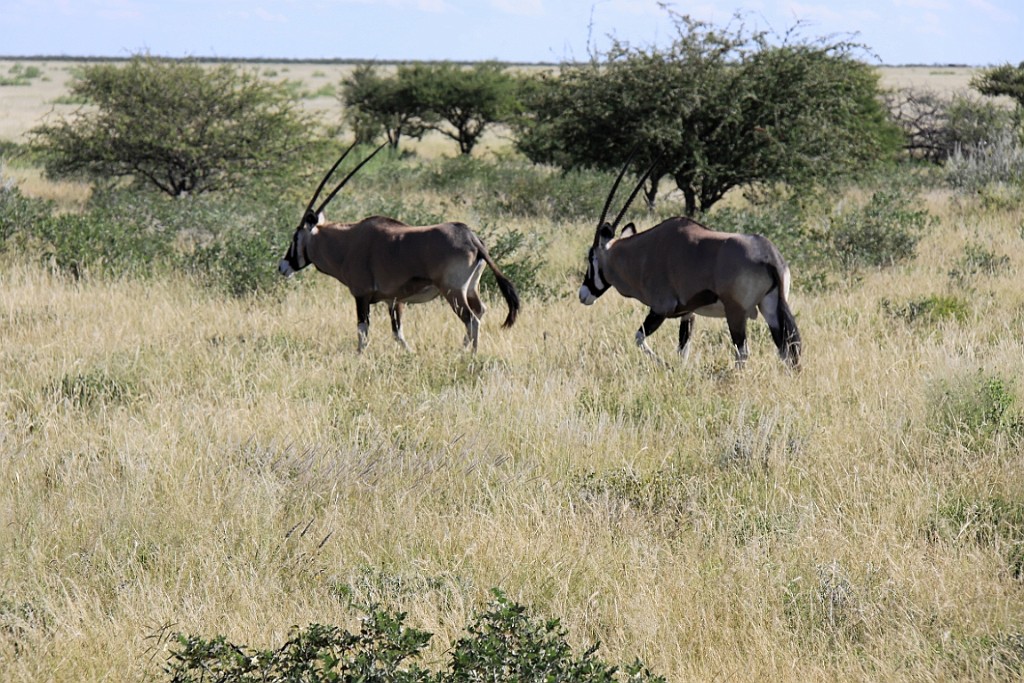 Namibie233.jpg