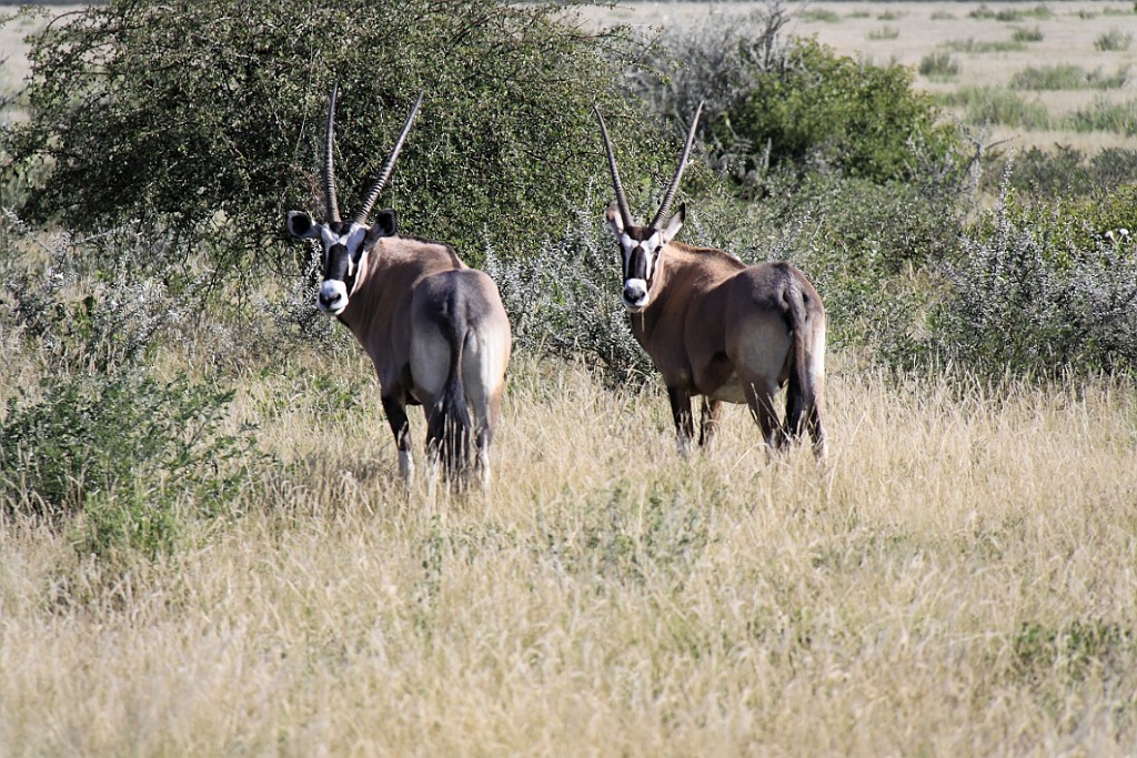 Namibie234.jpg