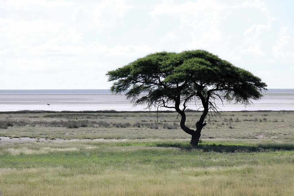 Namibie235.jpg