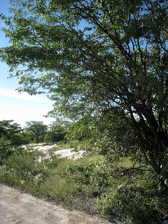 Namibie239.jpg