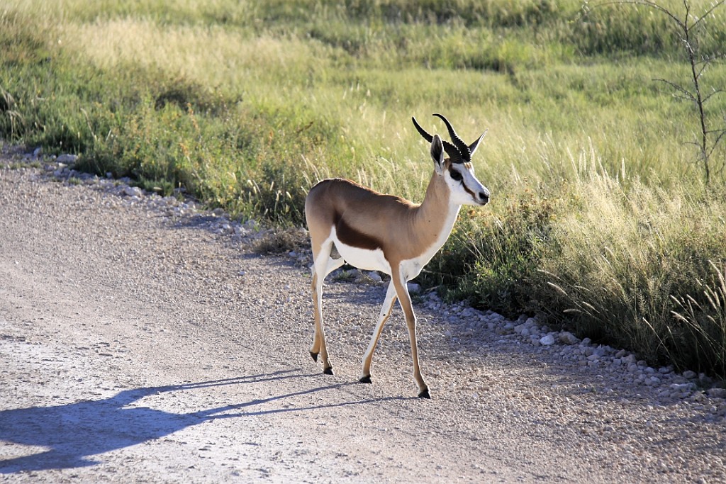 Namibie243.jpg