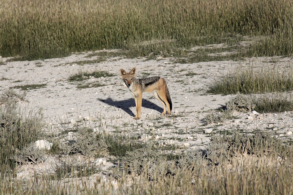 Namibie246.jpg