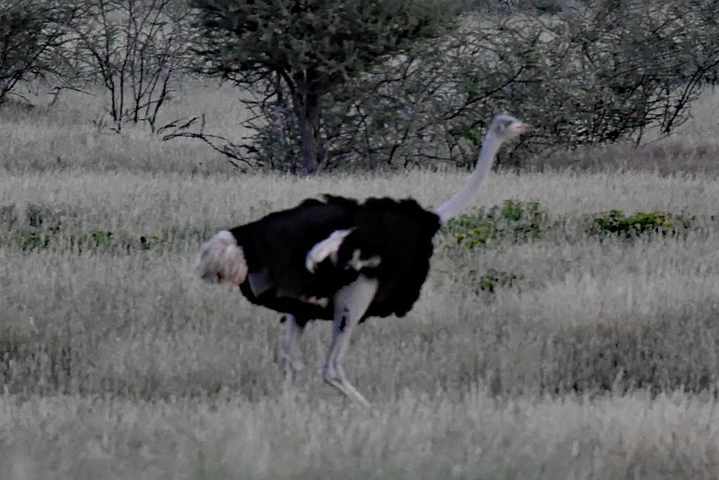 Namibie248.jpg