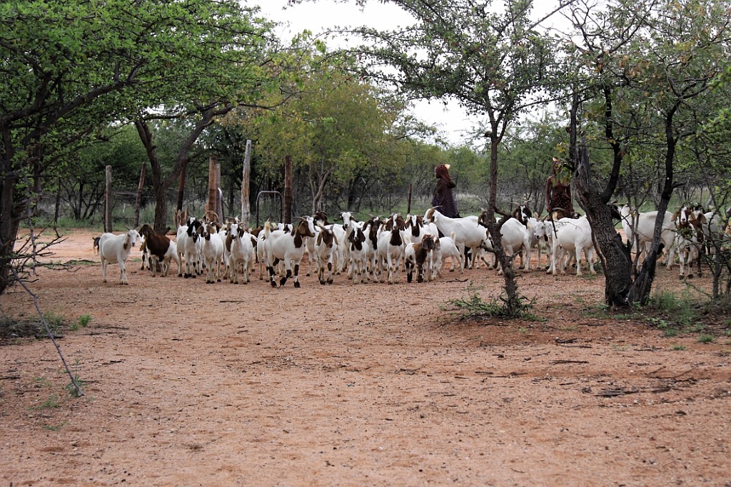 Namibie258.jpg