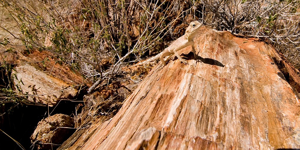 Namibie325.jpg