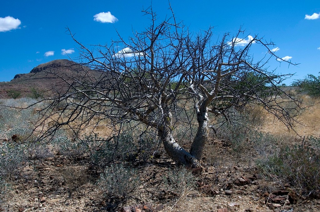 Namibie329.jpg