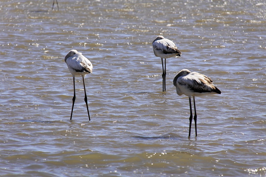 Namibie517.jpg