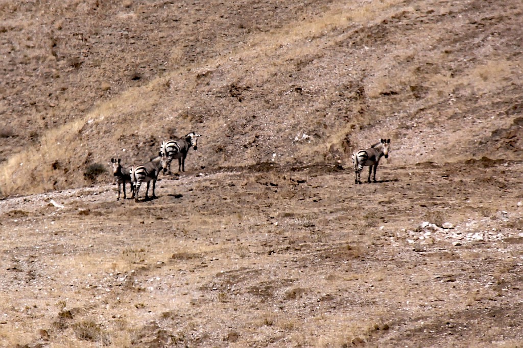 Namibie536.jpg