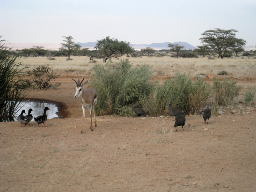 Namibie570.jpg