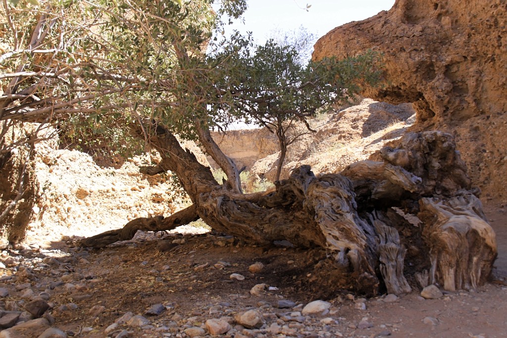Namibie684.jpg