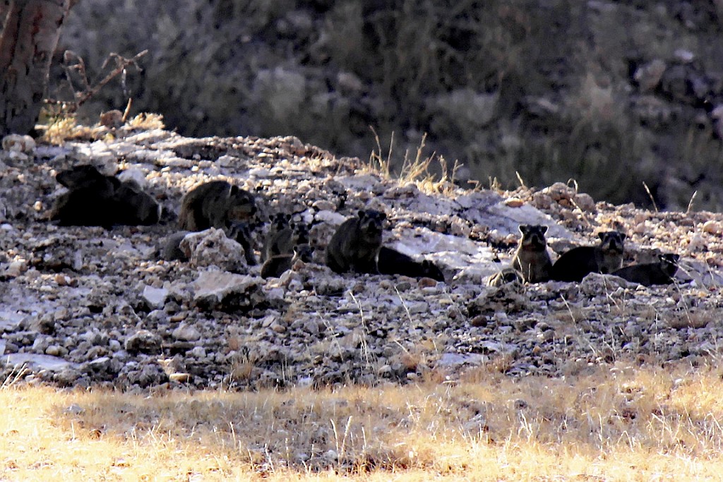 Namibie738.jpg