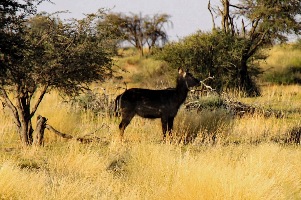 Namibie744.jpg