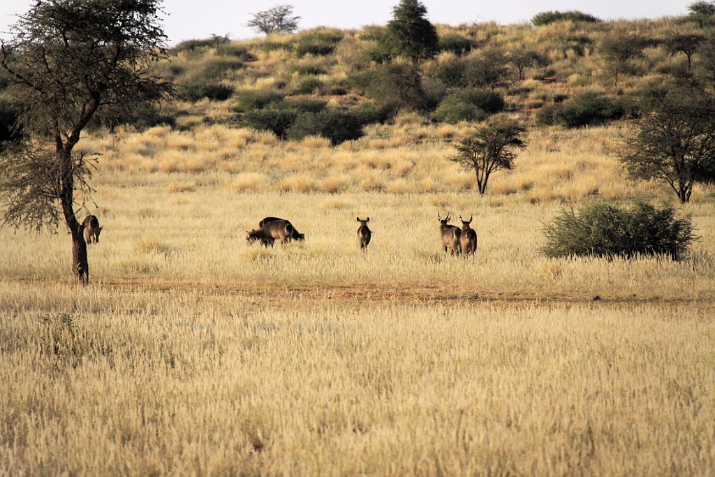 Namibie746.jpg