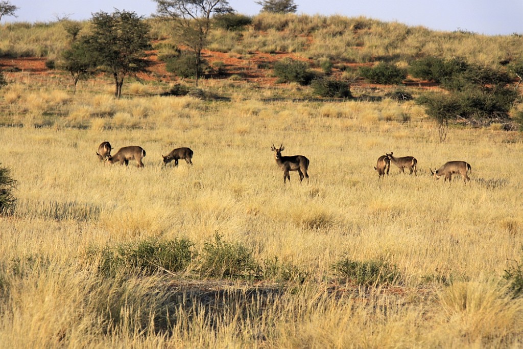 Namibie747.jpg