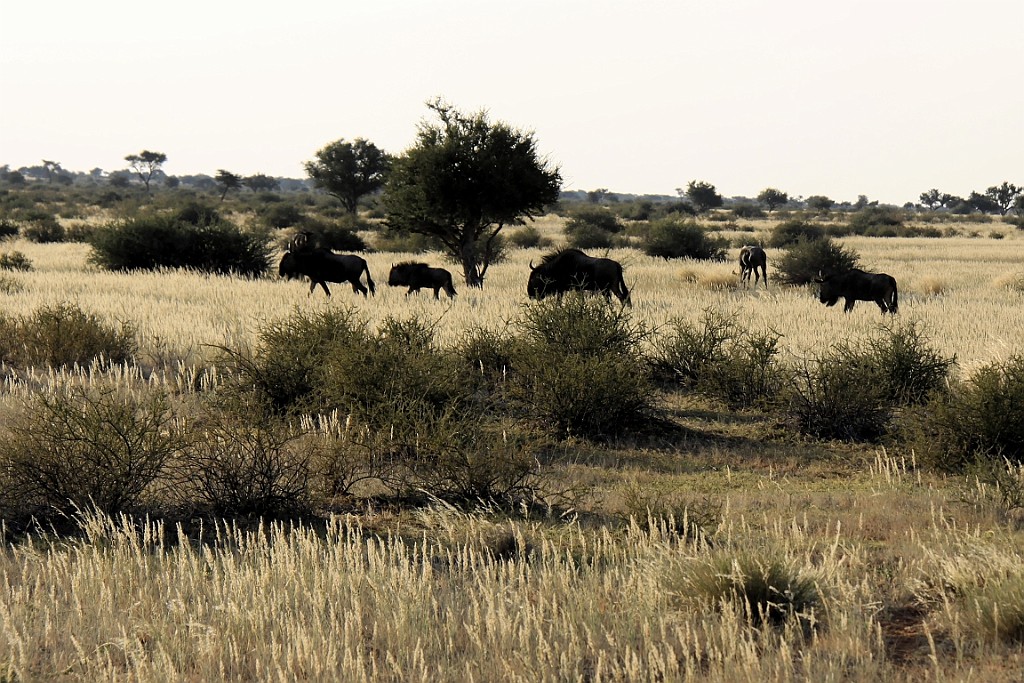 Namibie749.jpg