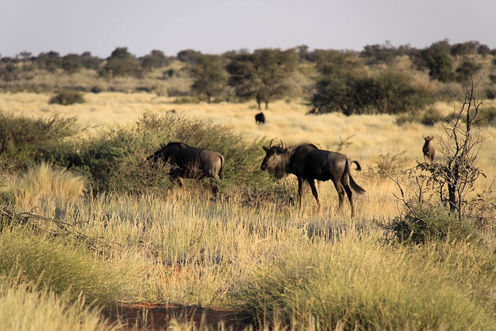 Namibie751.jpg