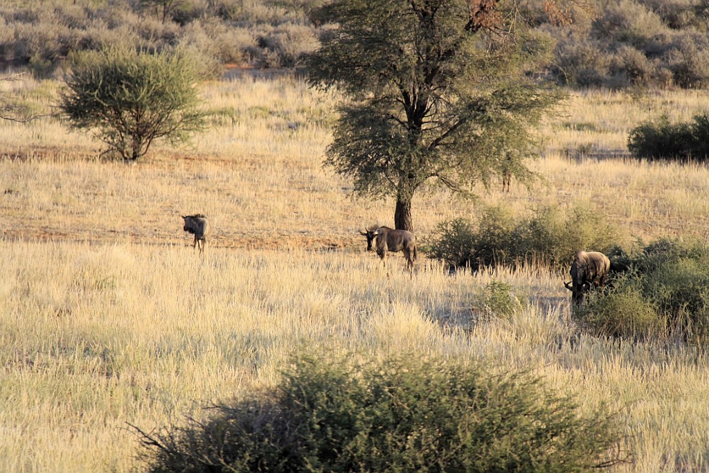 Namibie753.jpg