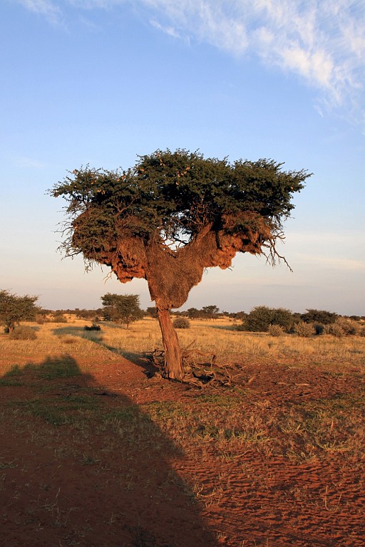 Namibie756.jpg