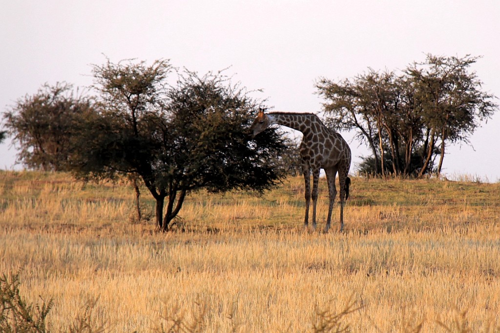 Namibie757.jpg