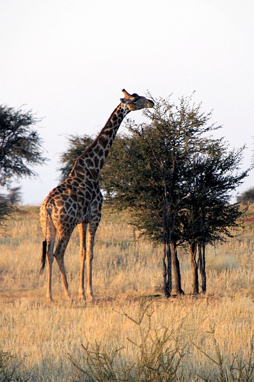 Namibie758.jpg