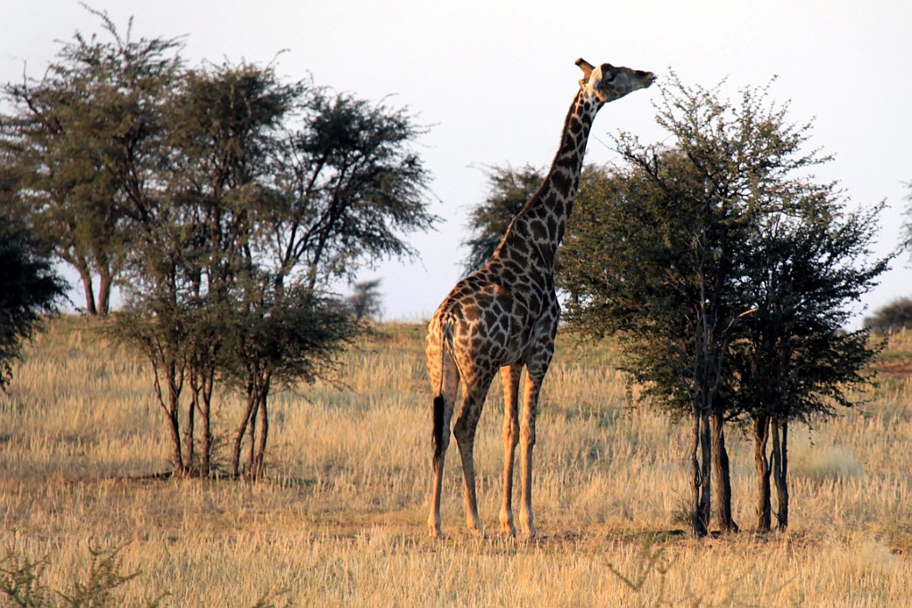 Namibie760.jpg