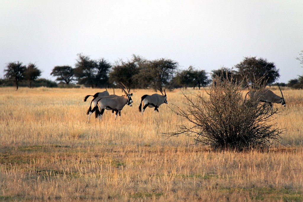 Namibie763.jpg