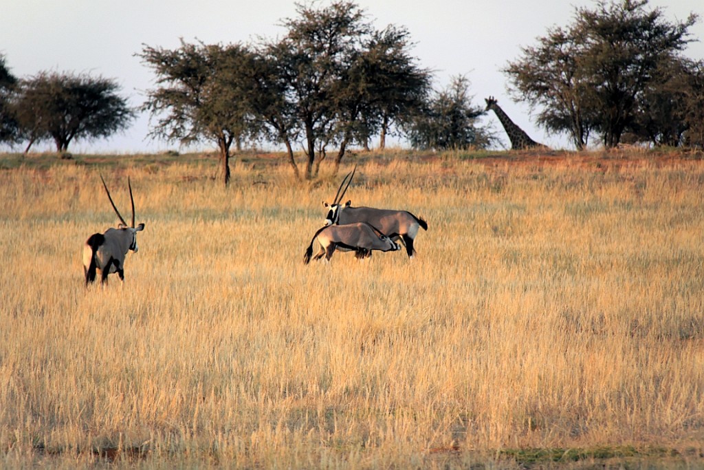 Namibie764.jpg