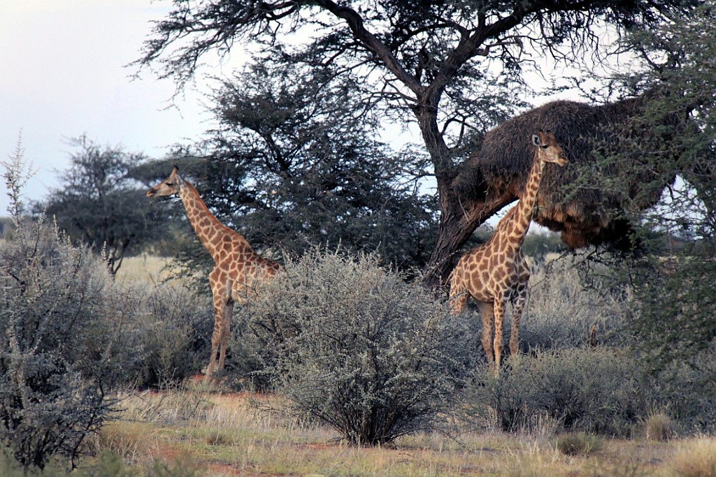 Namibie766.jpg