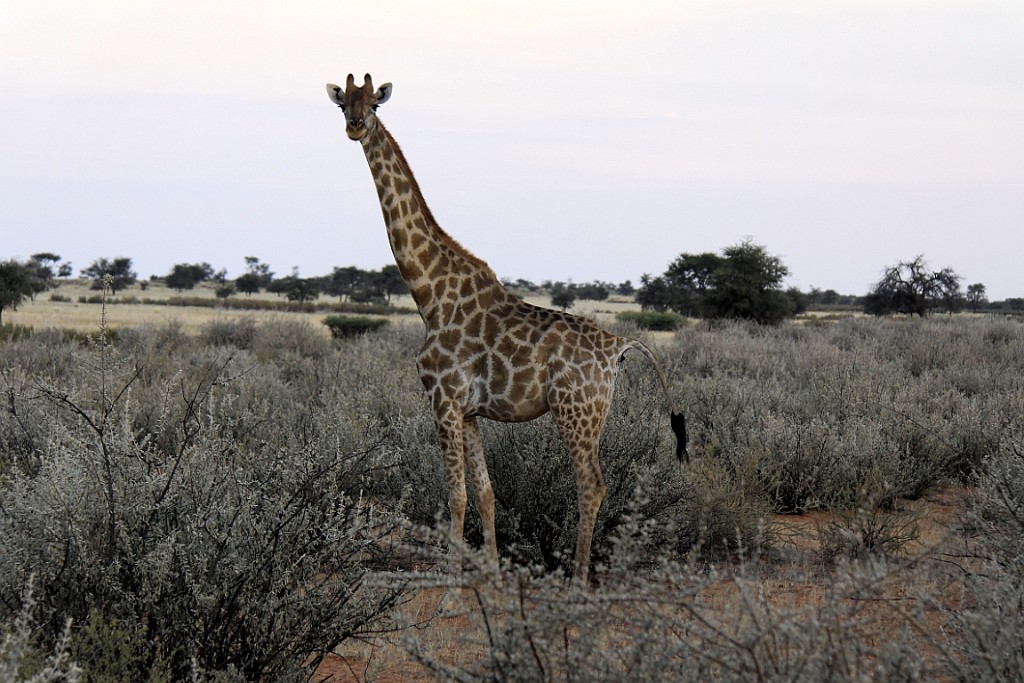 Namibie767.jpg